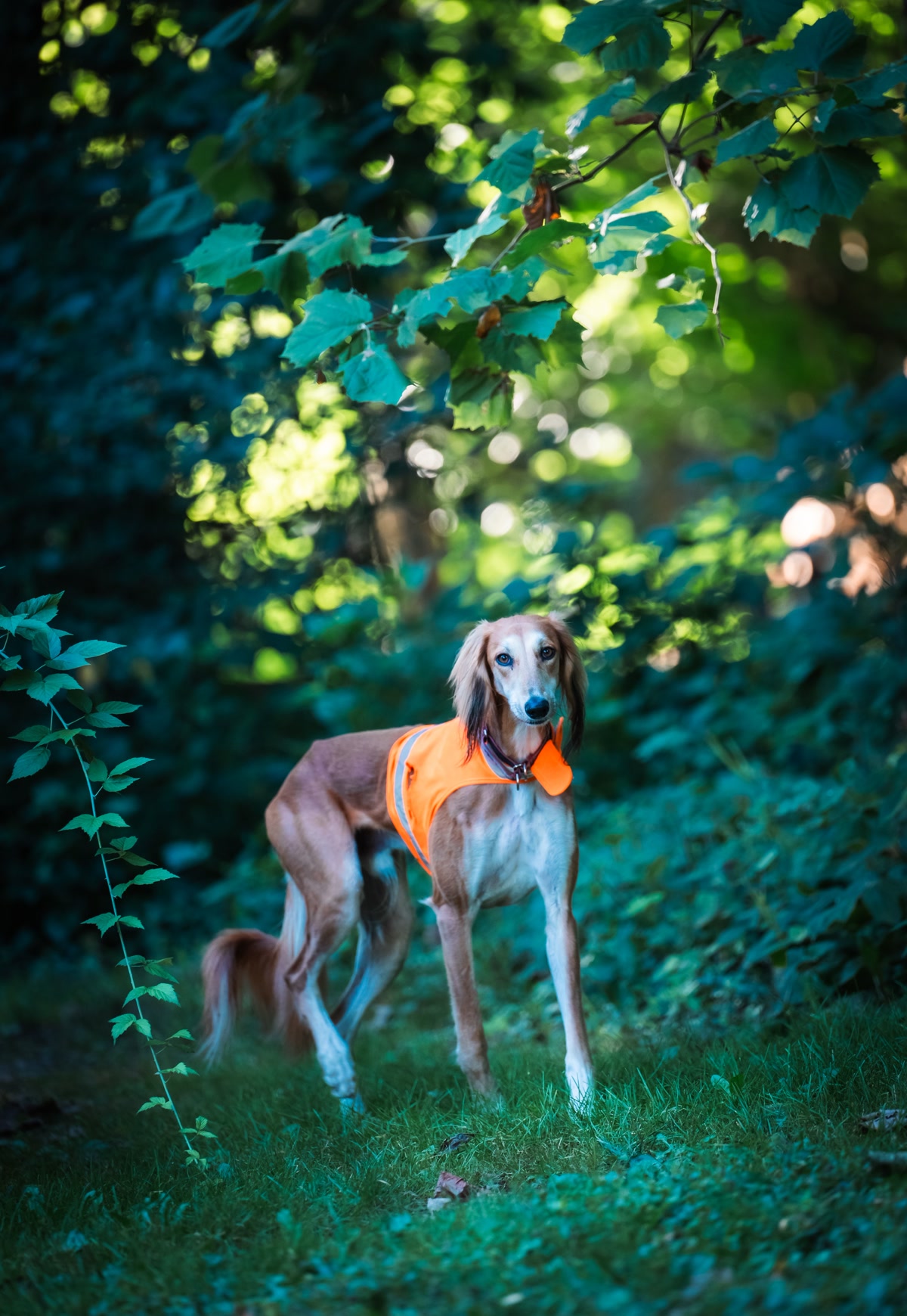 Dog wearing a cooling vest on a summer hiking trail