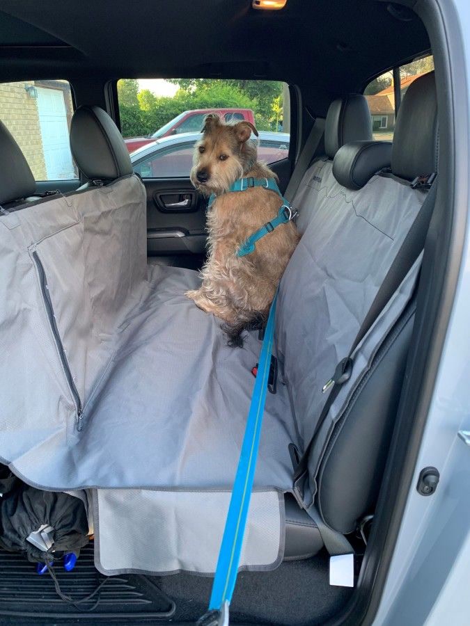 Dog sitting in the back seat of a car protected by a hammock-style seat cover after a muddy hike