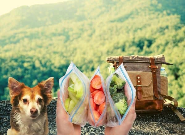 Dog sitting next to a hiking backpack waiting for trail snacks