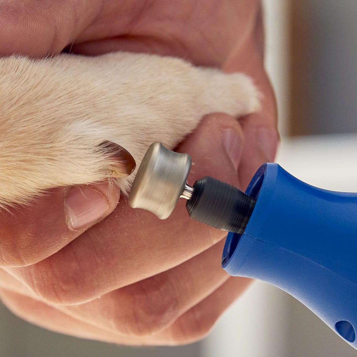 Dog nail grinder tool being used to trim a large dog's nail safely