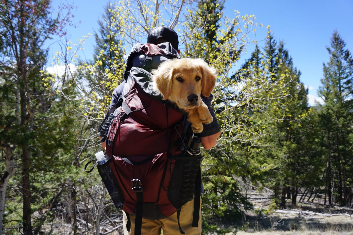 Dog wearing a hiking backpack on a mountain trail