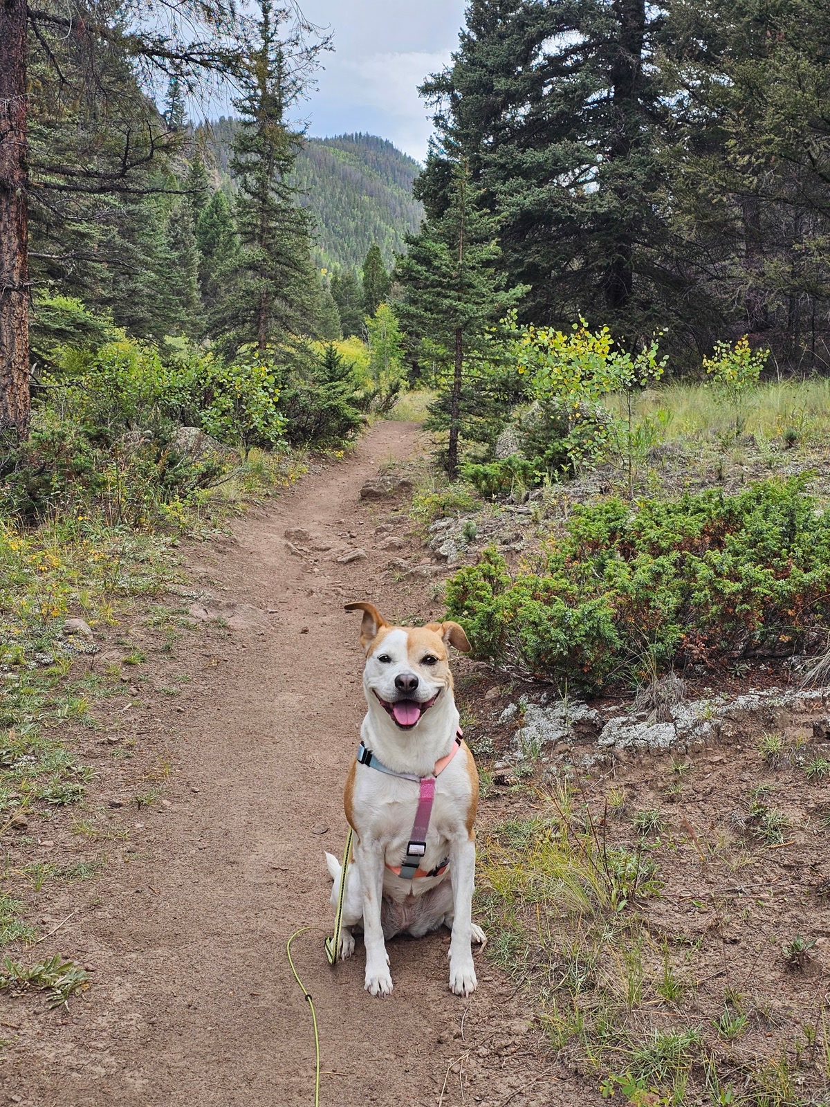 Happy dog on a forest trail in summer wearing a hiking harness