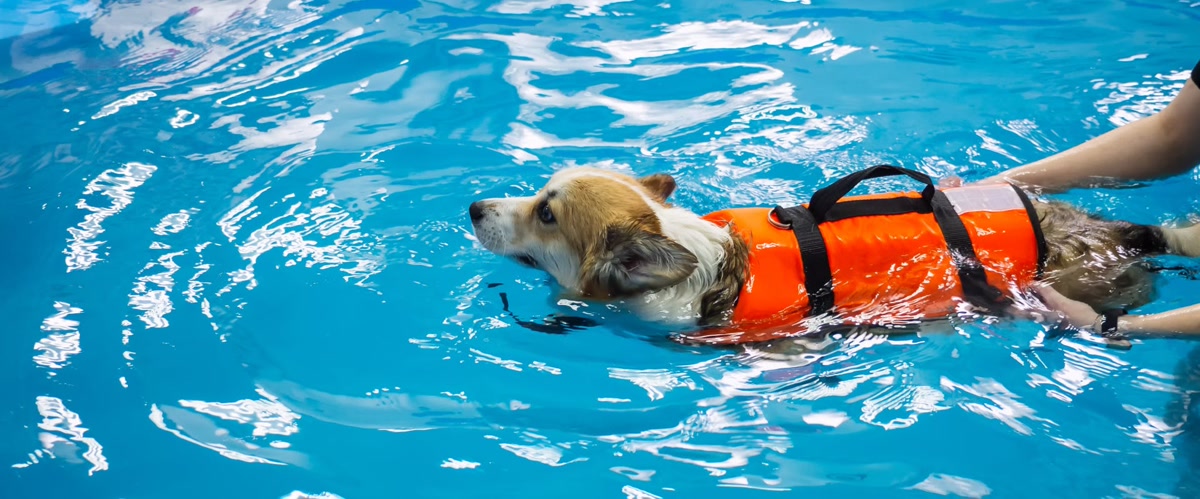 Dog wearing a life jacket while swimming in open water
