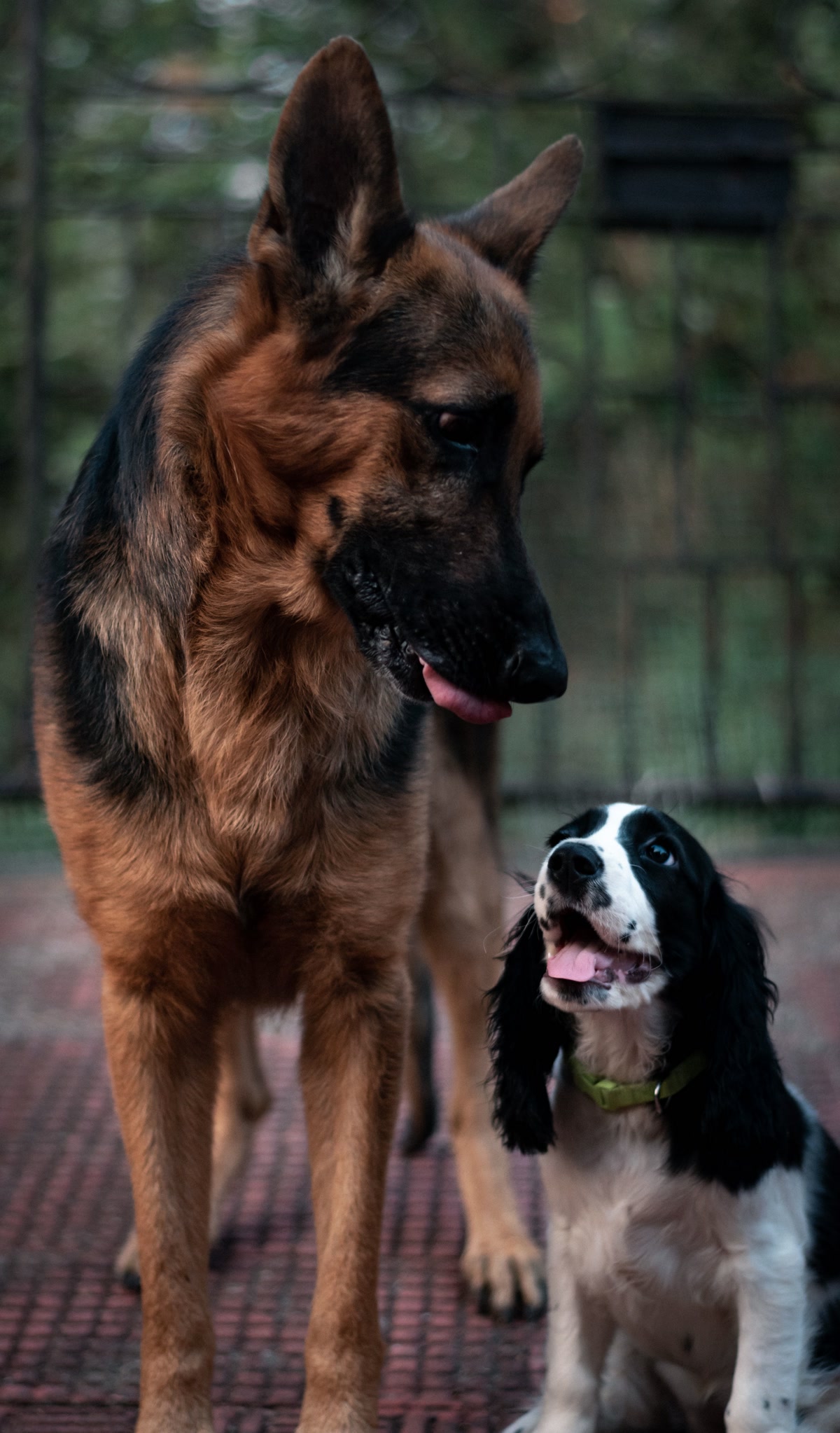 A diagram showing different dog gate heights relative to different dog breeds, with a golden retriever behind a 36-inch gate and a small terrier behind a 30-inch gate, clear height comparison