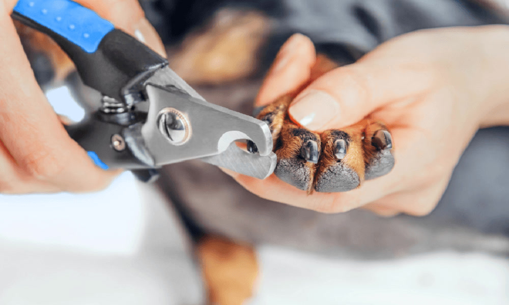 Trimming dog nails with a clipper
