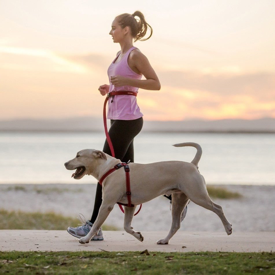 Runner jogging with a dog on a hands-free waist leash