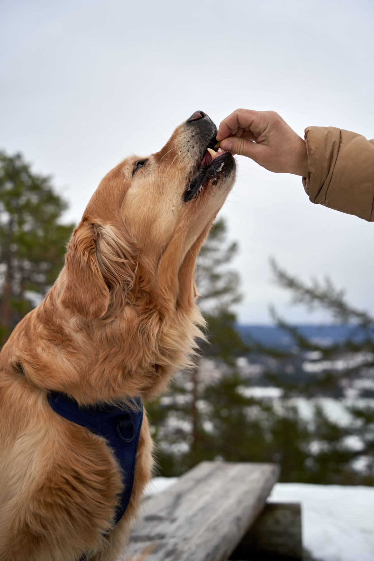 Dog owner applying topical flea prevention medication to golden retriever