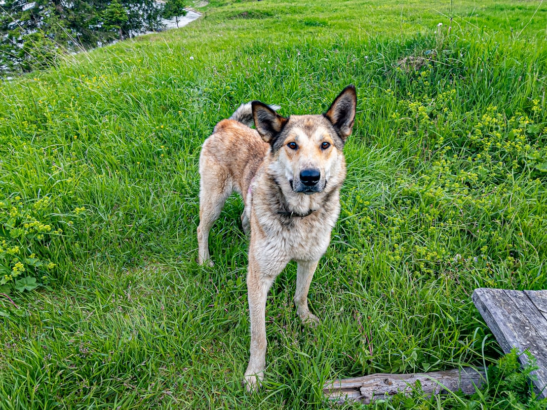German Shepherd wearing flea and tick prevention collar in grassy meadow