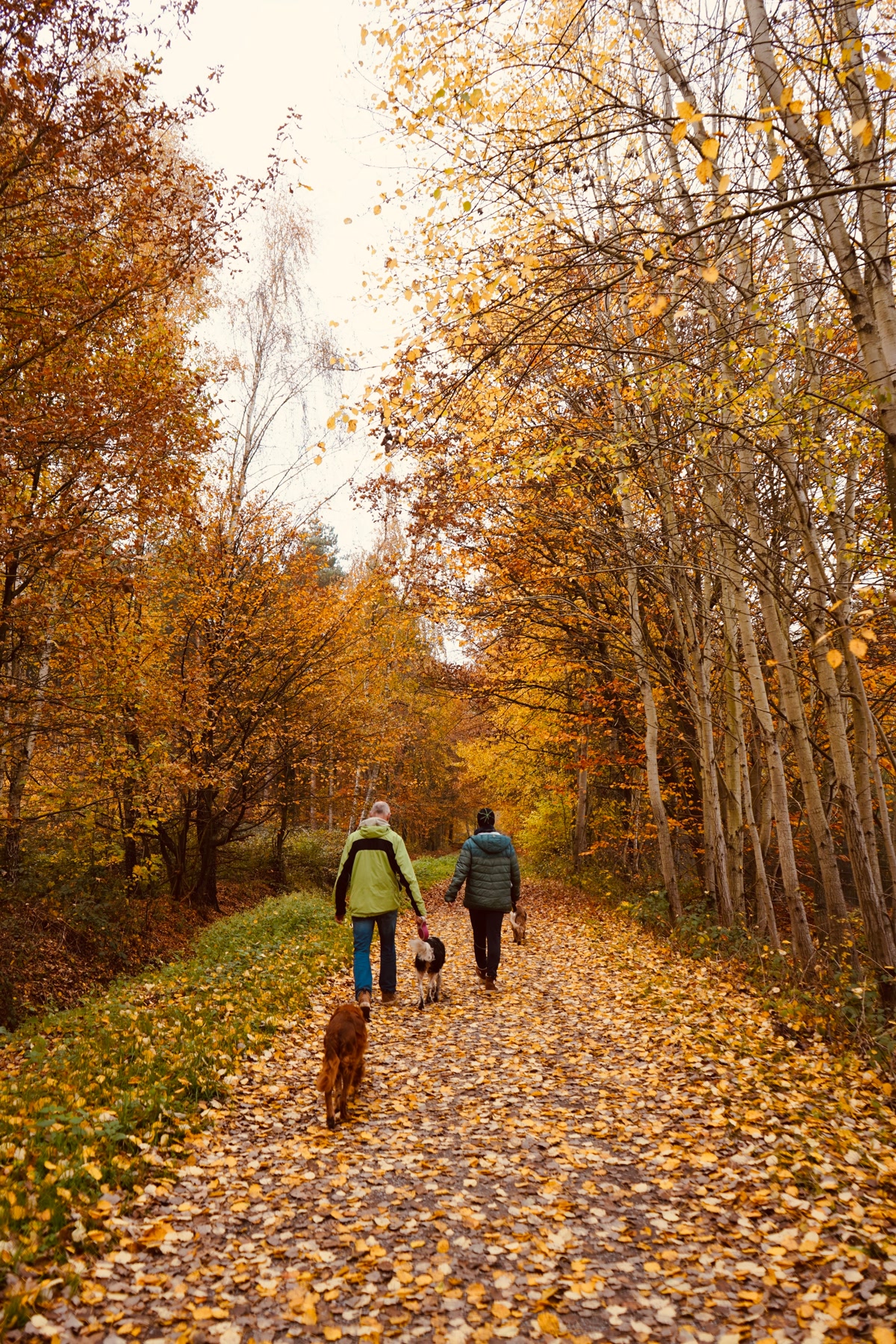 Dog and owner hiking through autumn forest trail for flea and tick prevention