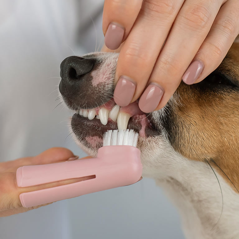 Dog calmly getting its teeth brushed with a finger toothbrush and dog toothpaste