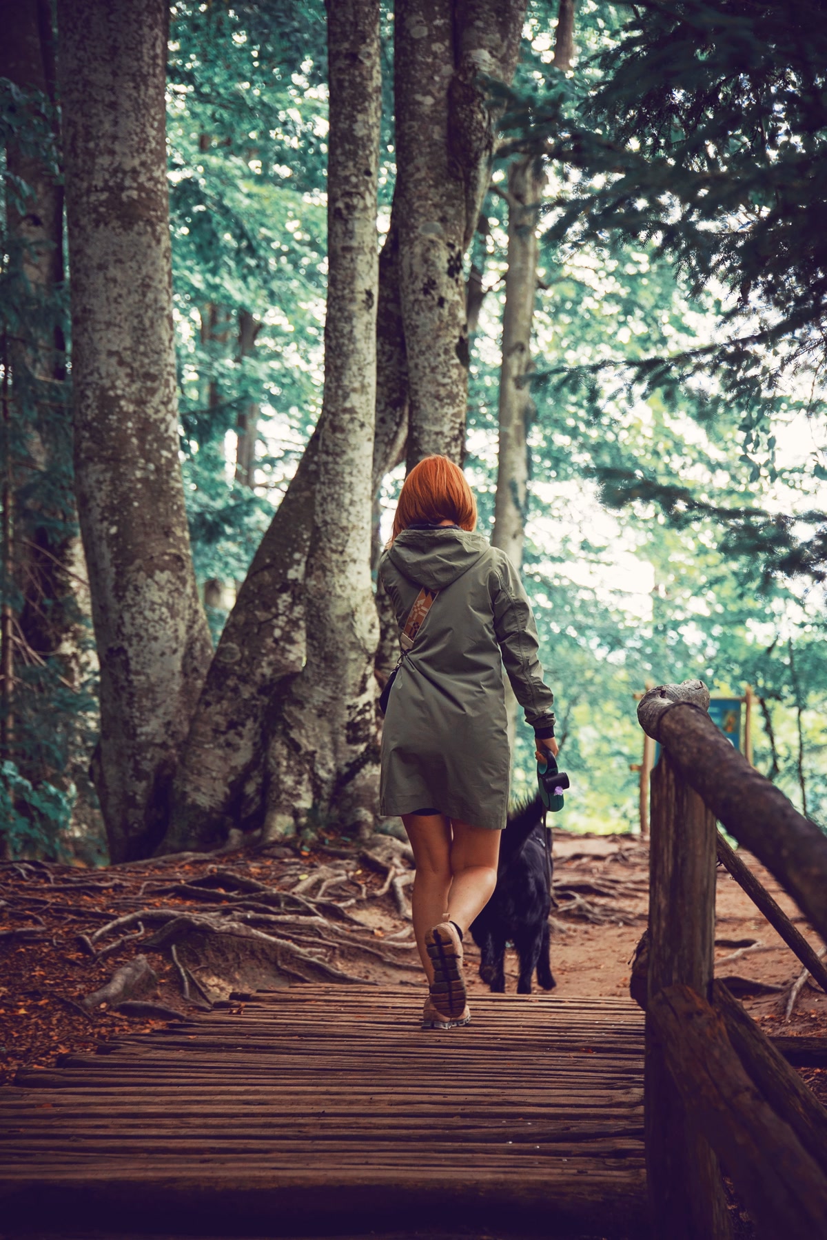 Dog wearing protective hiking boots on a rocky trail