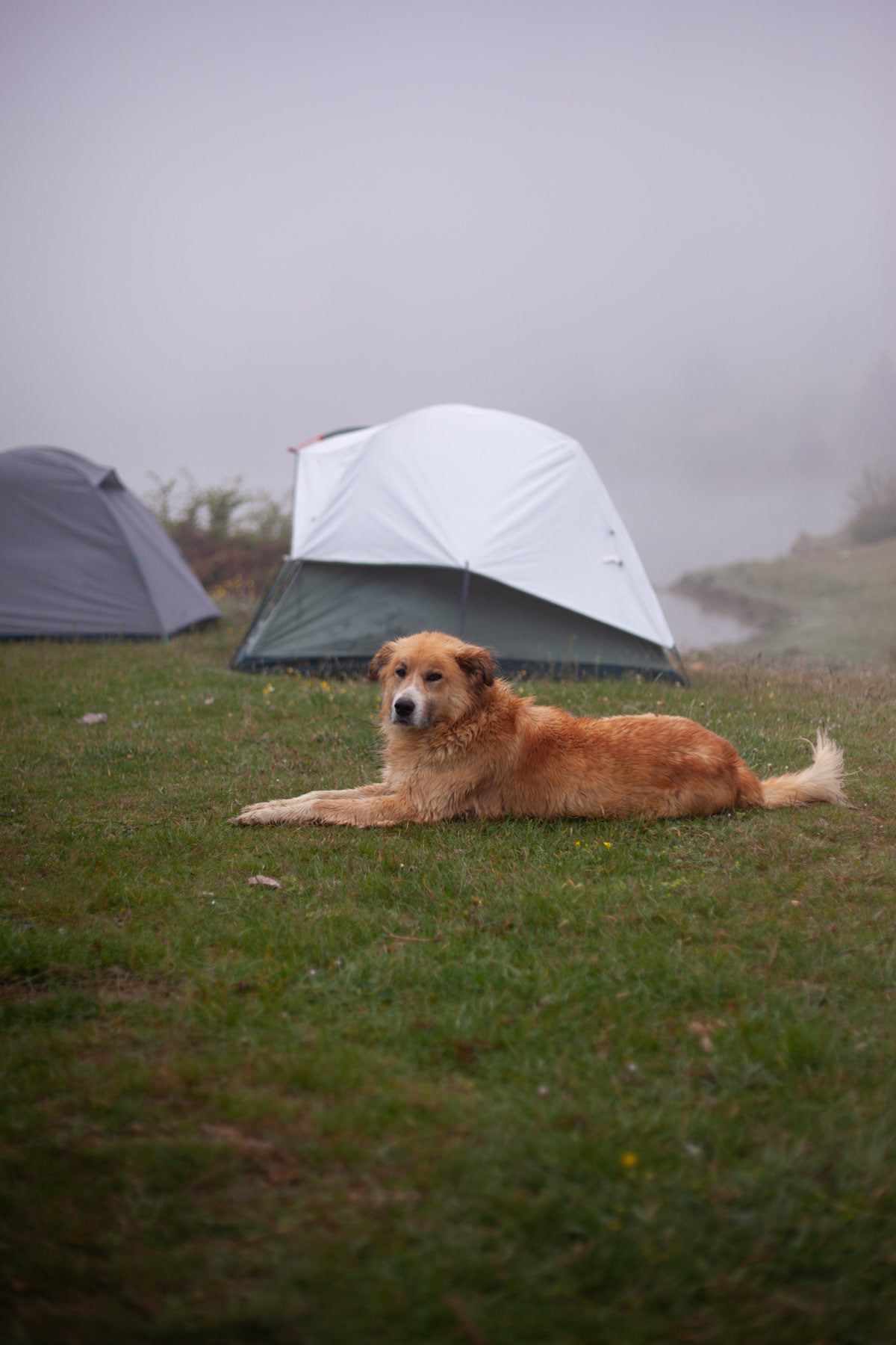 Staying hydrated on the trail with your dog