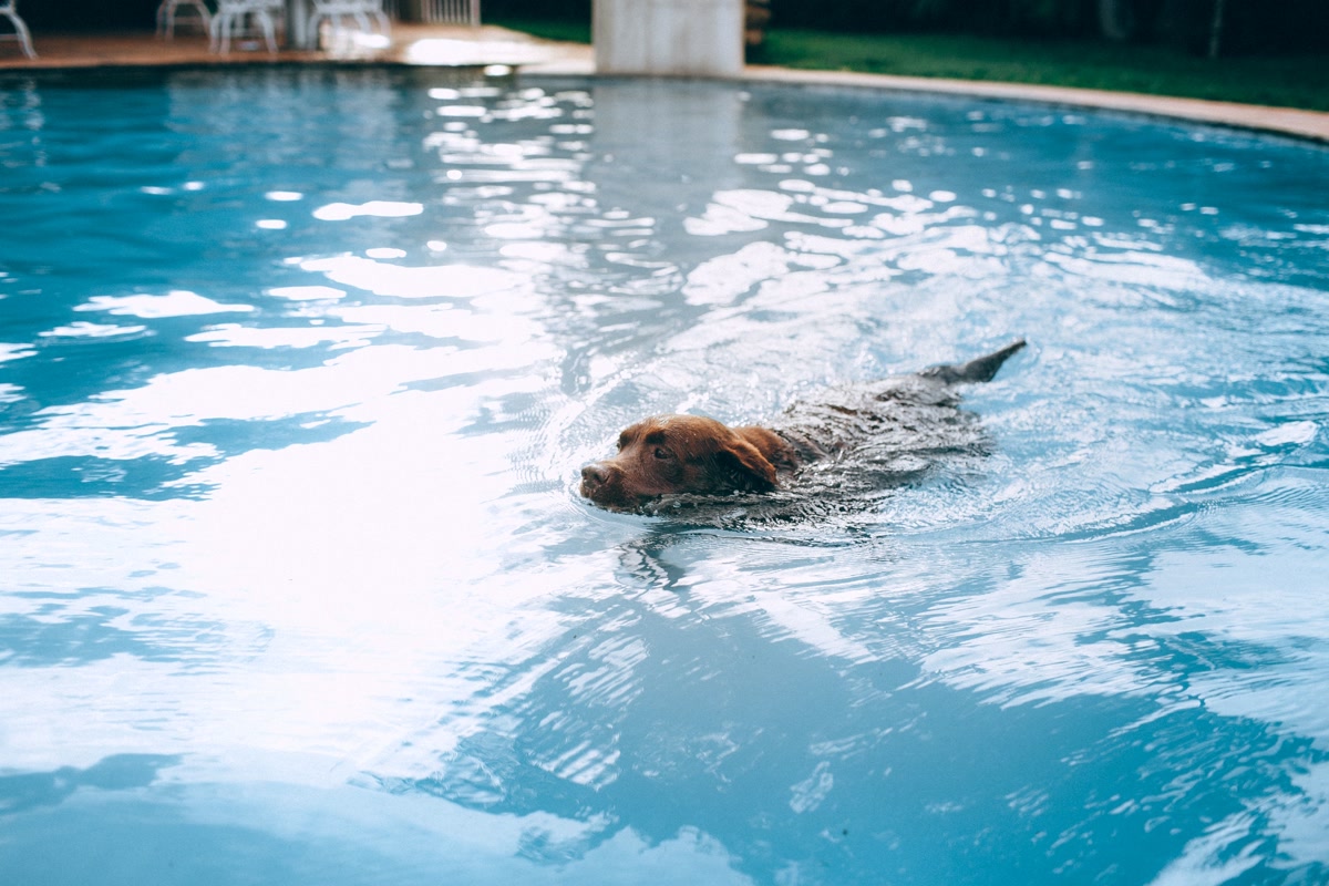 Dog swimming in a lake with a life vest on a summer day