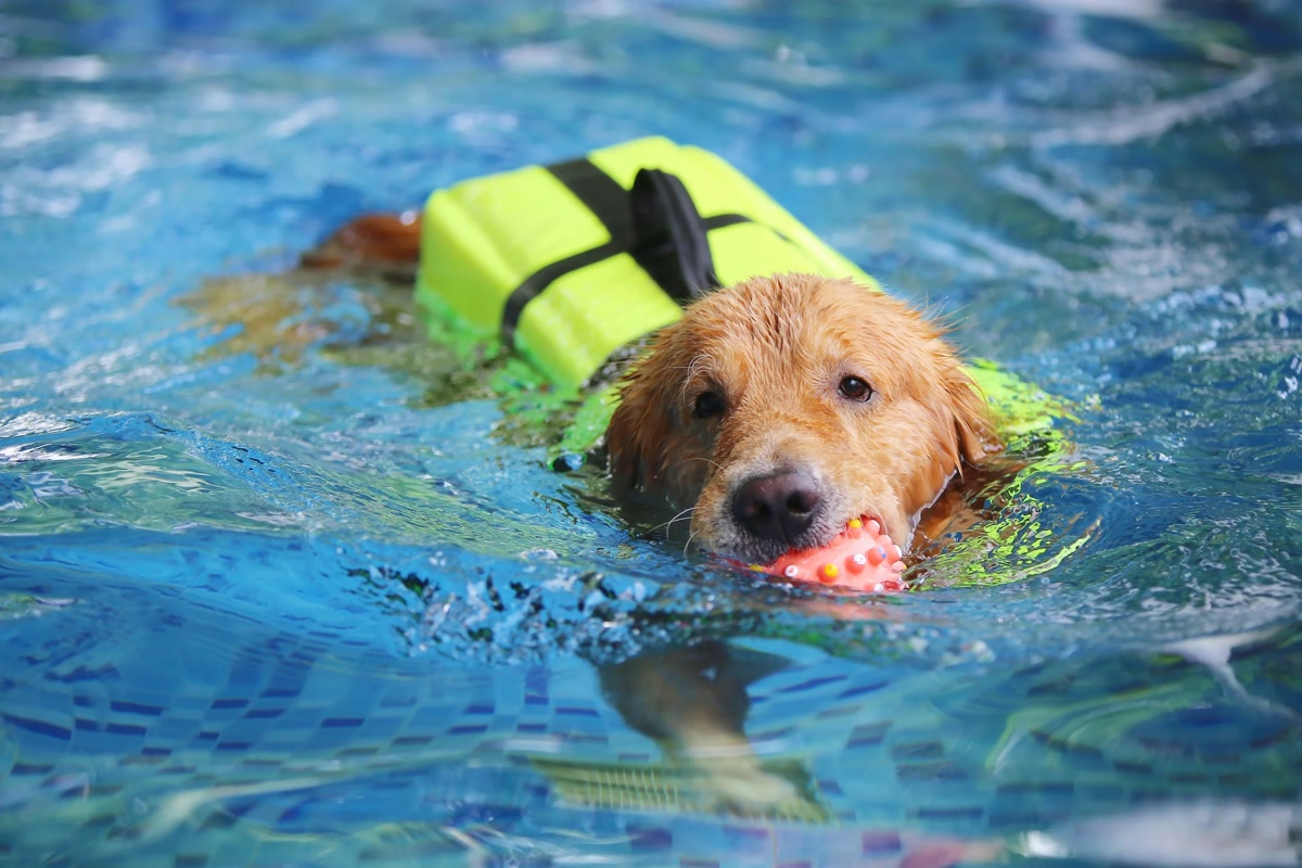 Dog playing in water at a campground pool with safety gear
