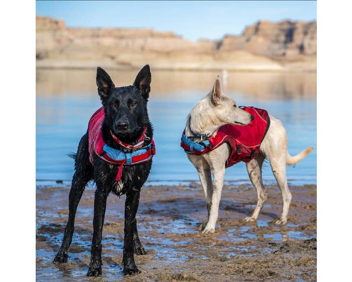 Kurgo Surf n Turf dual-purpose dog life jacket and harness