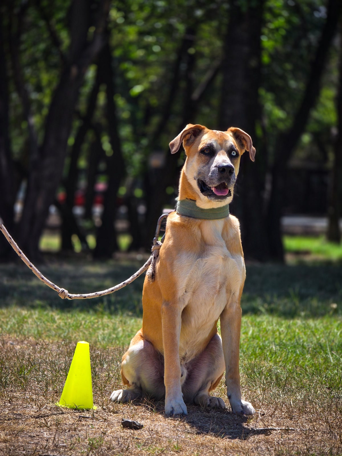 A dog on a long biothane training line in an open grassy field, owner holding the line at a distance, sunny day, training photography