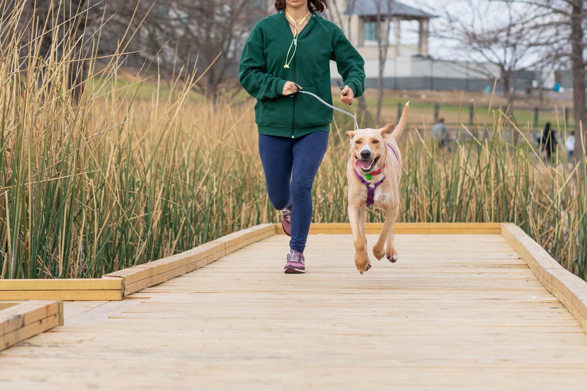 A trail runner with a hands-free bungee leash around their waist running on a dirt trail with their dog trotting alongside, golden hour, action photography
