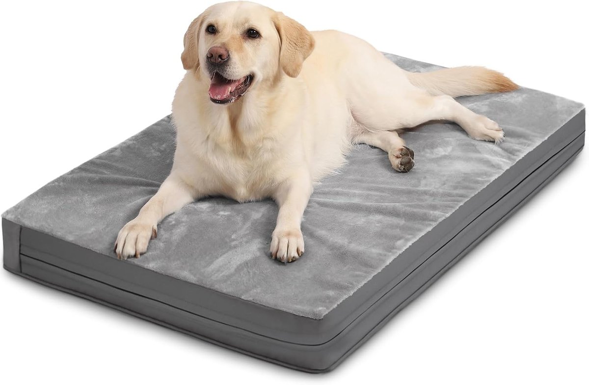 Orthopedic dog pad set up inside a tent at a campsite