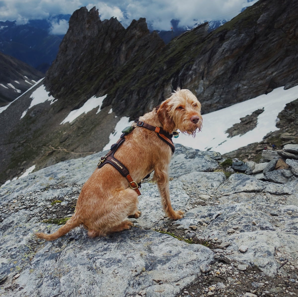 Dog wearing GPS tracker on hiking trail