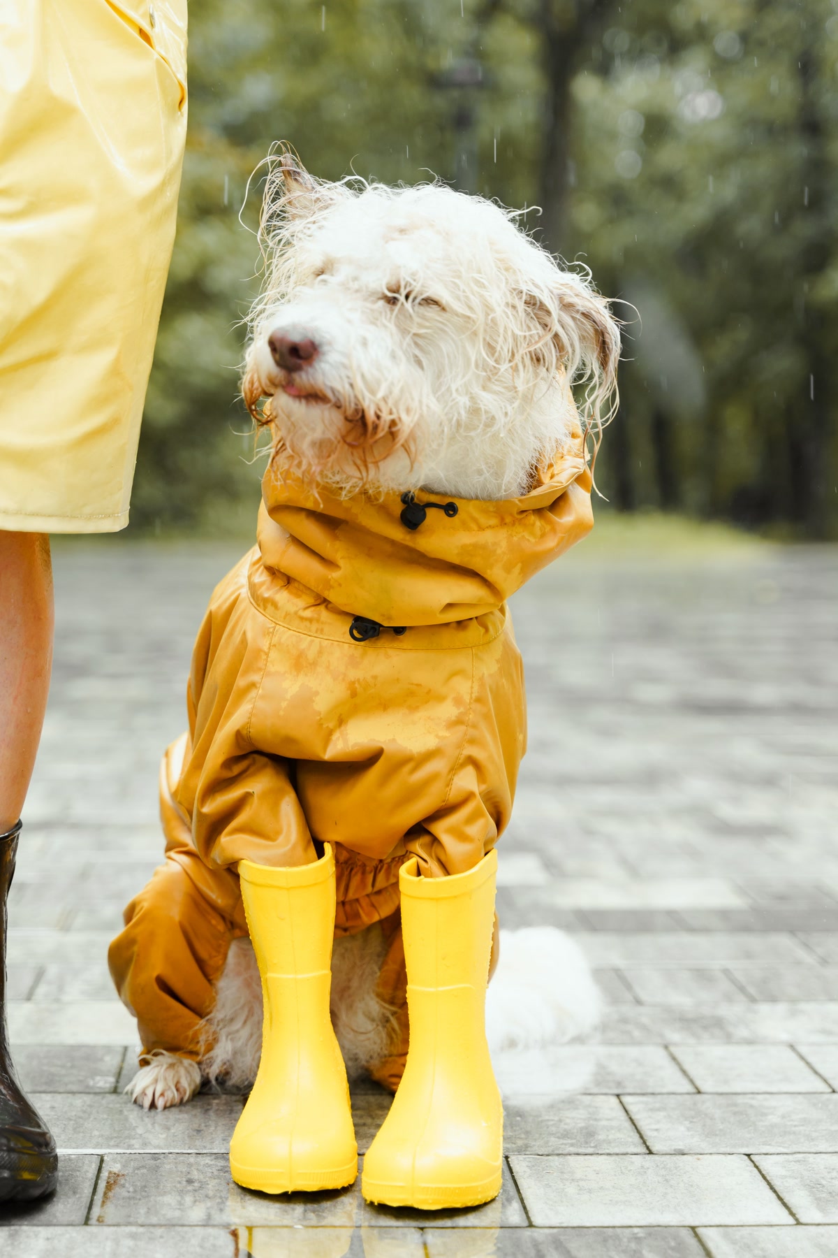 Dogs wearing waterproof raincoats walking in the rain