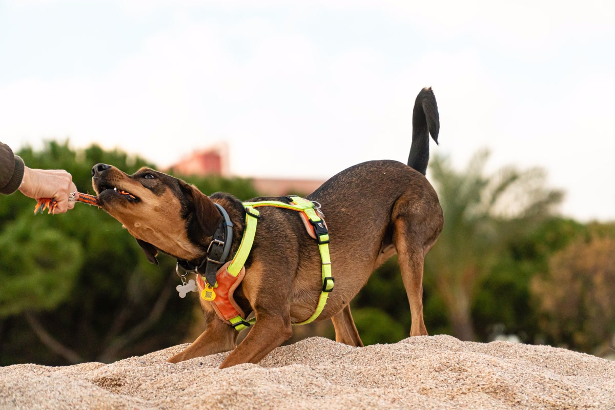 Dog being fitted with step-in harness