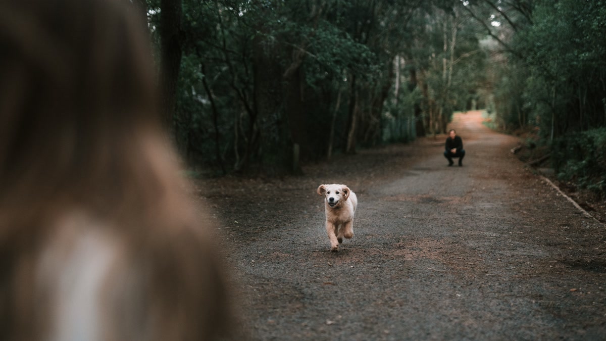 Runner with hands-free bungee leash and dog on trail