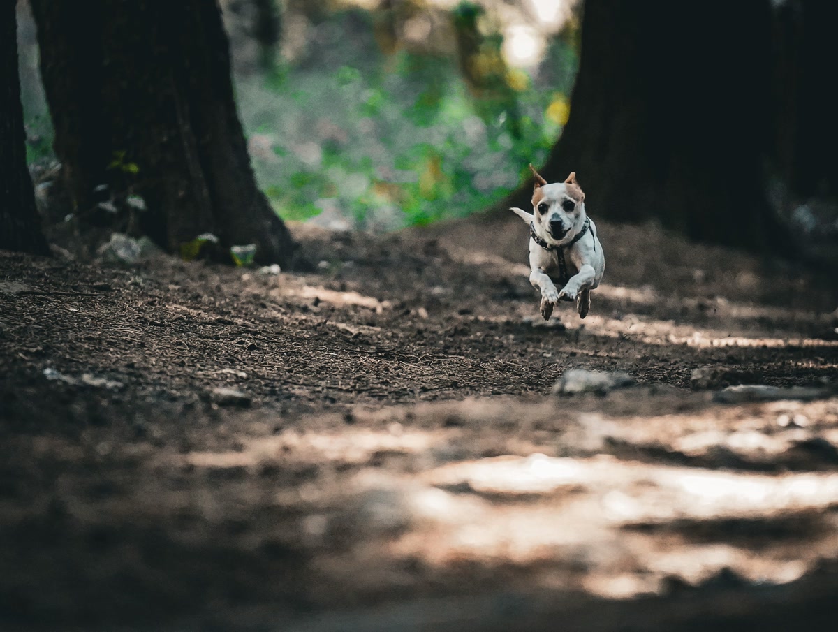 Dog drinking from collapsible bowl on trail