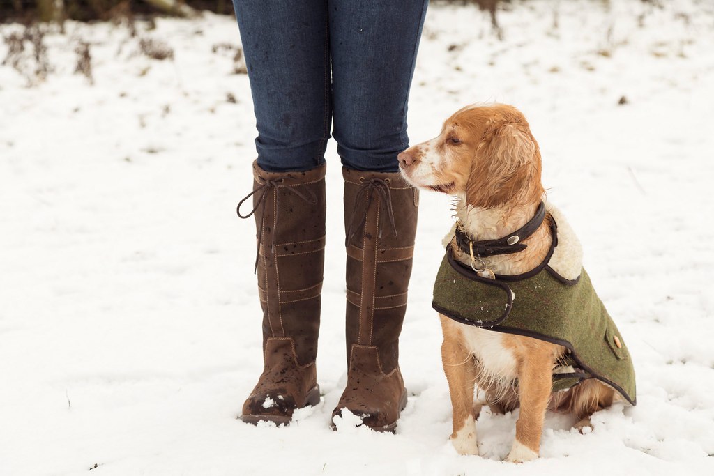 Spaniel in a winter dog coat sitting in snow beside a hiker's insulated boots